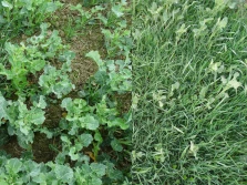 Nowy dwuskładnikowy herbicyd do zwalczania chwastów jednoliściennych w tym wyczyńca w rzepaku