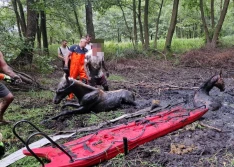 Wielkie brawa dla strażaków! Uratowali konie tonące w bagnie!