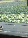 Sprzedam kapustę biała odmiana prins ładna zdrowa bez uszkodzeń nadająca się do przetwórstwa lub na gołąbki 