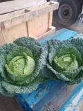 Sprzedam kapustę włoską, waga 1-3kg.