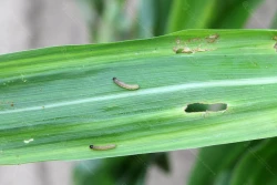 Omacnica po raz pierwszy w środkowej Wielkopolsce