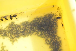 IOR-PIB: atak śmietki w Wielkopolsce