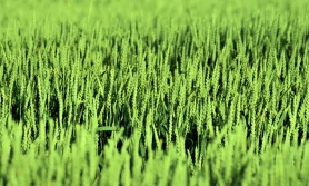 GUS: jak przezimowały oziminy?