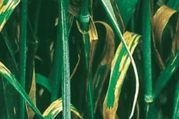 Zabieg T2 w zbożach