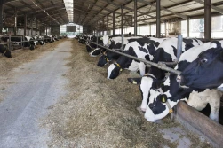 Choroby metaboliczne bydła wywołane nieprawidłowym żywieniem