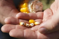 Kiedy zbierać kukurydzę na ziarno?