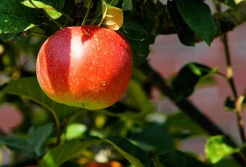 Pixie Bio, nowe ekologiczne jabłko, wprowadzone na rynek we Francji