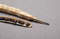 Rzepak ozimy – lista odmian zalecanych 2021