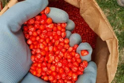 PIORiN: Zachowajmy fakturę za materiał siewny