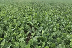 Oszczędne przedsiewne nawożenie rzepaku azotem