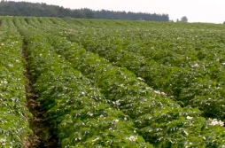 Biostymulujące koktajle