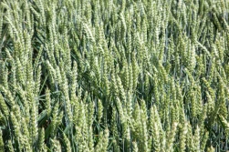 3 tydzień listopada '22: zboża w większości w dół