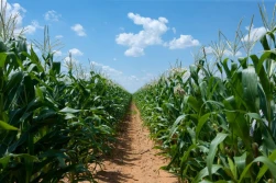 Kukurydza - stabilność plonowania w zmiennych warunkach