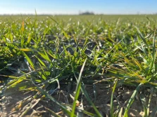 Antidotum na wyleganie