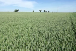 Pszenica – wiosenne odżywianie