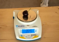 Czereśnie: rozmiar ma znaczenie!