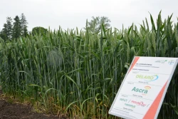 Bayer: Innowacje w ofercie dla rolnictwa w sezonie  2020-2021 - zboża i kukurydza