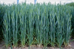 Kolejne substancje znikają z rynku. Co dalej z ochroną upraw?