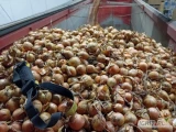 Sprzedam cebulę żółtą na obieranie 70%6+, import, Ilości tirowe, dostawa do klienta, co tydzień nowe oferty.