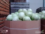 Kupię kapustę białą handlową  kaliber 1.5 kg -3.5 kg w karton boks  cena 2 zl.Bruto ilości tirowe płatne na załadunku więcej info...