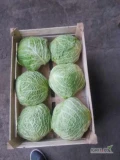 Sprzedam kapustę włoską główki od 1kg do2,5kg