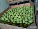 Sprzedam gruszkę Lukasówkę w ilości 130skrzyń. Kontrola+Fresh. 2 klasa ślady mrozowe. Zielona twarda. Więcej na tel. lub na...