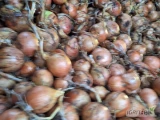 Cebula ŻÓŁTA NA PAKOWANIE I OBIERANIE. Certyfikaty, brc. Towar gruby 65%6+ import, ilości tirowe. Co tydzień nowe oferty. Dostawy:...