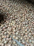 Sprzedam od 175 ton cebuli odmiana Hybelle kaliber 4.5 plus fazor ładna twarda złota łuska 