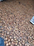 Sprzedam ok. 20-25 ton cebuli z siewu wiosennego odmiana Hytune, niefazorowana, kaliber 80% 4,5-8, reszta poniżej 4.