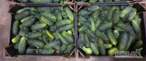 Sprzedam ogórka gruntowego 6-9,9-12