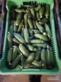 Sprzedam ogórek kolka . Kaliber 10-14 cm. Ilości paletowe.  ( W sprzedaży również ogórek szklarniowy/ gładki)Cena dnia