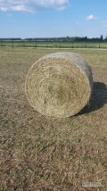 Kupię suche  siano w belach pogodne , owinięte siatko . Z transportem .Węgrów .Tel . 606550489.
