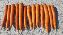 Sprzedam marchew Laguna ładna dluga wyrównana zaczyna sie zaokrąglac kaliber 2 do 4cm kopana na brudno w skrzynie.