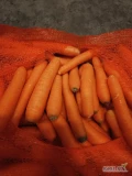 Sprzedam marchew myta Kal.2-4 worek 10kg ilosci paletowe oraz calosamochodowe, towar marketowy,  kraj pochodzenia Holandia 