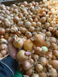Sprzedam Cebulę kaliber 5+. Ilości paletowe, zostało ok. 15 ton 