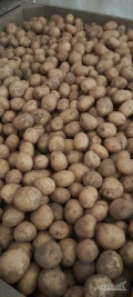 Sprzedam ziemniaki Riviera Soraya kaliber 30-50 jak sadzeniak. Rok po centrali, fv do wglądu.