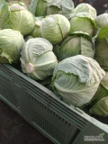 Sprzedam kapustę białą towar marketowy 1-3,5 kg.oraz kapustę szatkowana.Cena do uzgodnienia.Wiecej informacji udzielę telefonicznie 609...