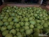 Sprzedam jabłko odmiany golden za wagę w szkrzyni 