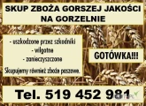 KUPIĘ ZBOŻE GORSZEJ JAKOSCI. GOTOWKA !!!