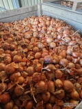 Cebula ŻÓŁTA na pakowanie i obieranie, 65%6+, import, dostawa do klienta. Ilości tirowe 