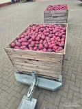 Sprzedam 15 skrzyń Red  Delicious Mestar z mlodych drzewek +70. Zapraszam. 