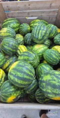 Sprzedam arbuza Melia i Romanza