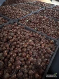 Sprzedam cebule na obieranie kaliber 4+ około 6 ton 