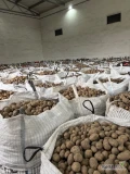 Sprzedam ziemniaki odmiany Queen Anna, lili, Soraya około 300 ton opakowanie big bag więcej informacji pod tel