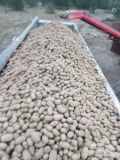 Sprzedam ziemniaki jadalne żółte ładne czyste Kal 45 90cm dobrze odebrane bez zielonych ilości 100 ton worek 15kg gotowe do odbioru...