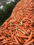 Sprzedam odsorty marchewki luz na wannę lub pakowane pod zamówienie 