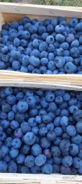 Sprzedam około 200kg borówki Bluecrop. Dzisiejszy zbiór.  
