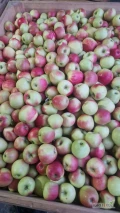 Sprzedam Honey Crisp, Szampion, Golden, Idared, Gloster, Princ Select.