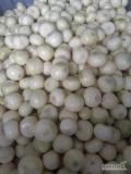 Witam sprzedam grubą ręcznie obierana cebulę od 8 do 12 cm cebula obierana ręcznie na biało z przeznaczeniem na gastronomię,...