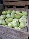 Sprzedam kapustę białą na przemysł odmiana Longma główki 1-4,5kg (lekki wciornastek) Cena 2zl. 
